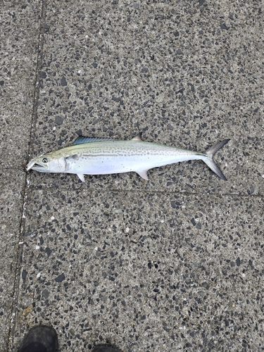 日明海峡釣り公園