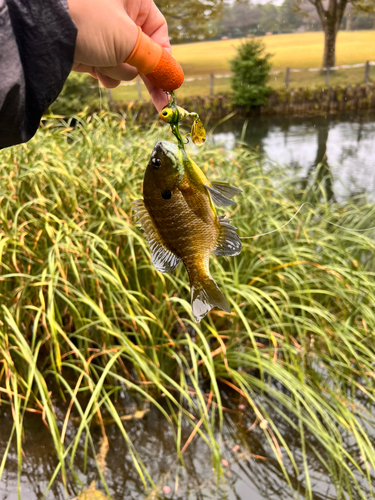 ブルーギルの釣果