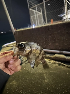 シロメバルの釣果