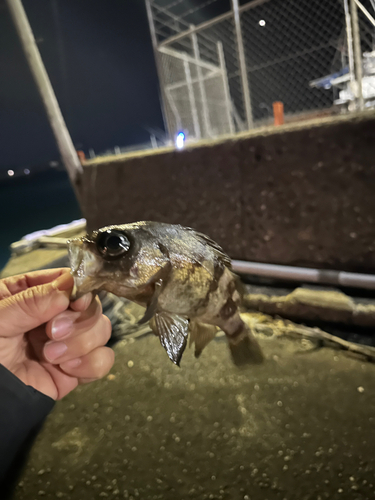 シロメバルの釣果