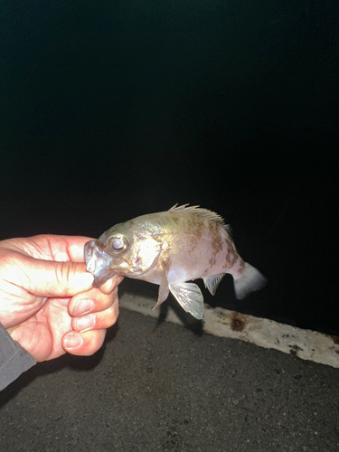 シロメバルの釣果