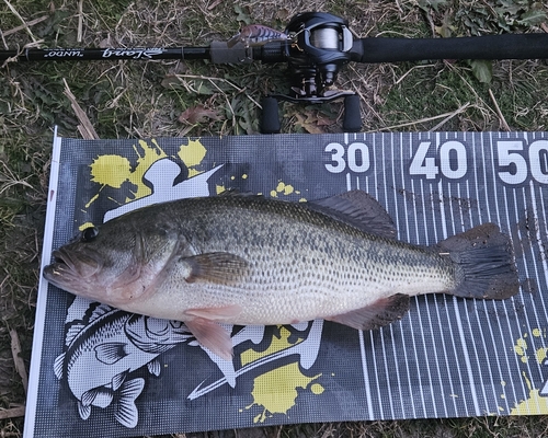 ブラックバスの釣果