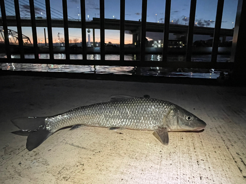 ニゴイの釣果