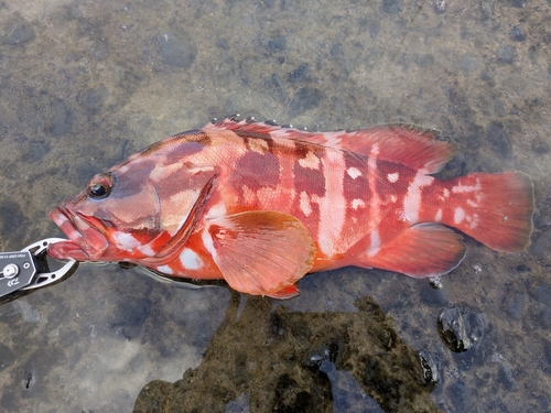 アカハタの釣果