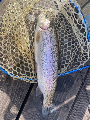 ニジマスの釣果