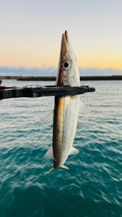 カマスの釣果