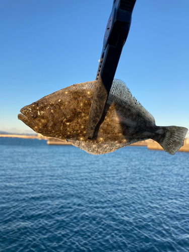 ソゲの釣果