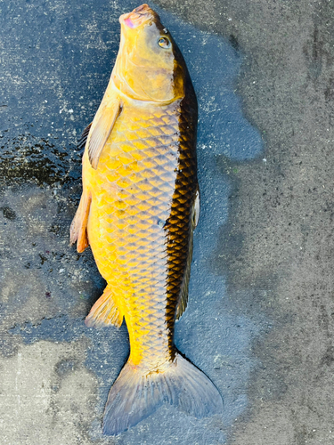 コイの釣果