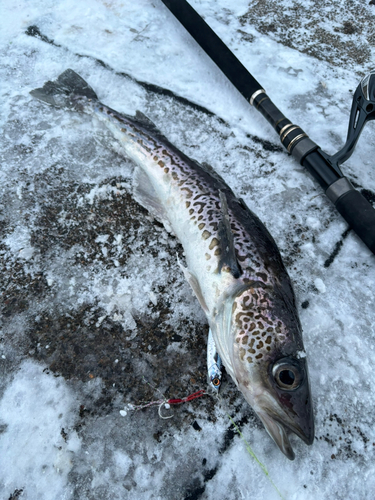 スケトウダラの釣果