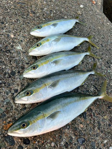 ツバイソの釣果