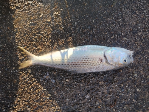 コノシロの釣果