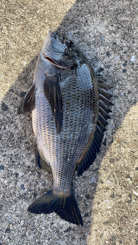 クロダイの釣果