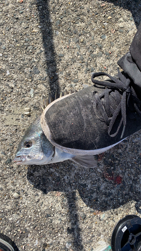 クロダイの釣果