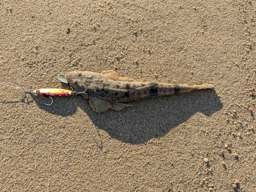 マゴチの釣果