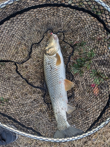 ニゴイの釣果