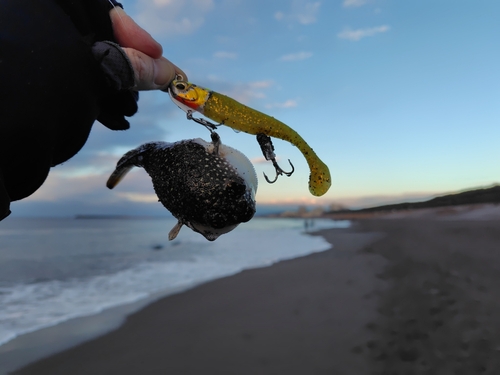 クサフグの釣果