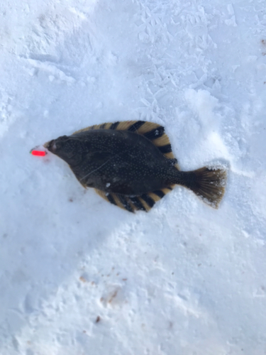 カレイの釣果