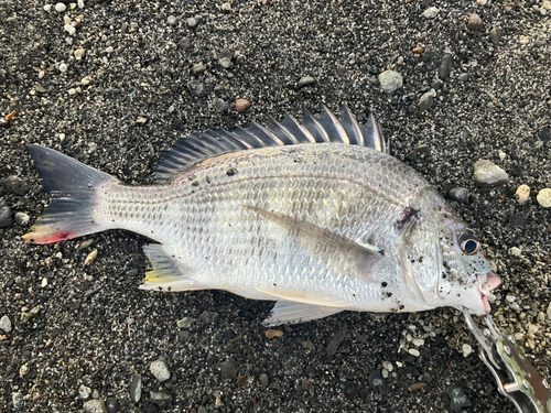 キビレの釣果