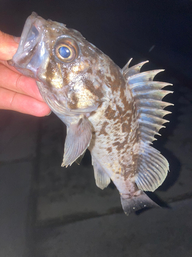 クロソイの釣果