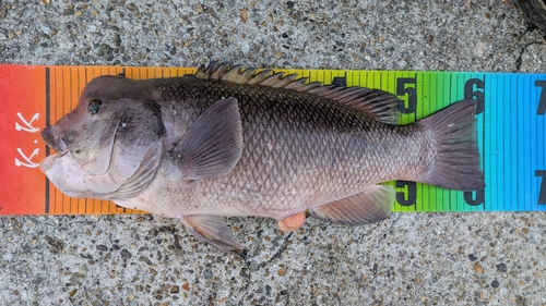 コブダイの釣果