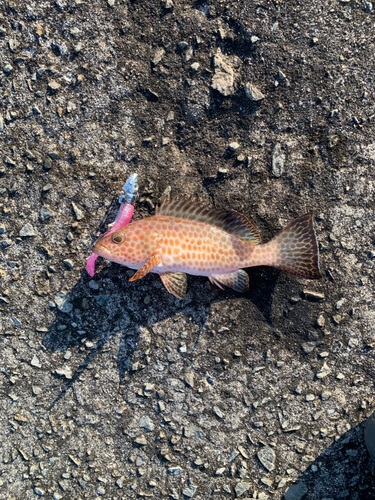 オオモンハタの釣果