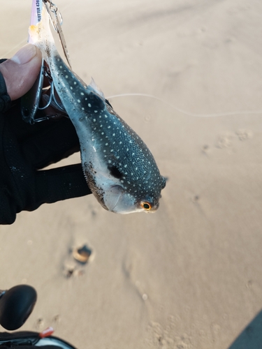 フグの釣果