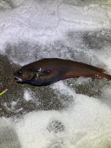 ドンコの釣果