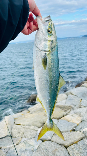 ハマチの釣果