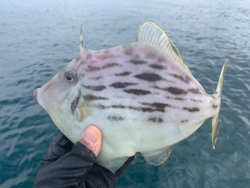 カワハギの釣果