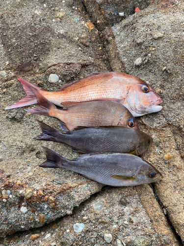 タイの釣果