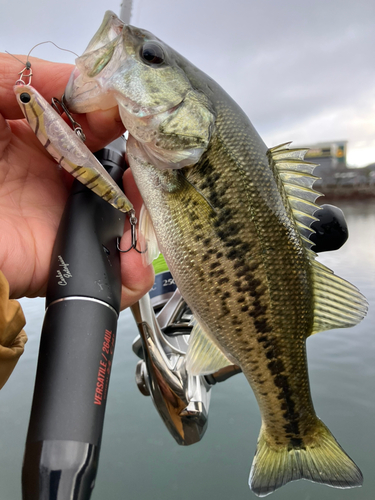 ブラックバスの釣果