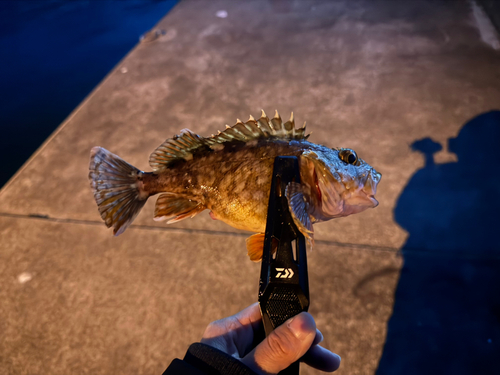 カサゴの釣果