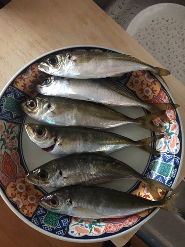 アジの釣果