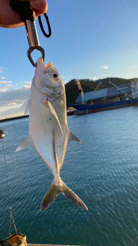 シマアジの釣果