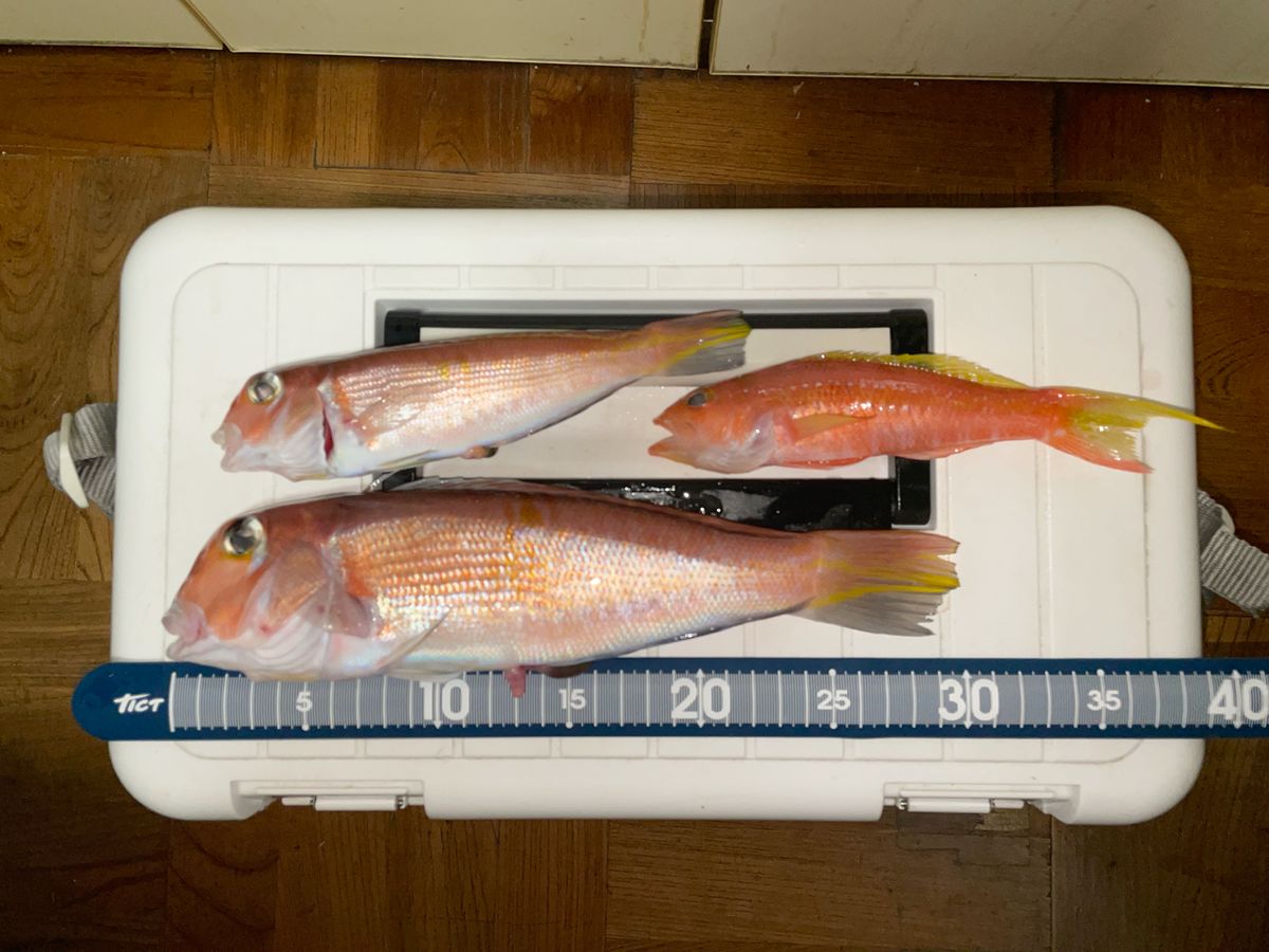 tihaさんの釣果 2枚目の画像