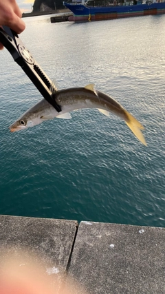 ヤマトカマスの釣果