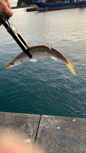 ヤマトカマスの釣果