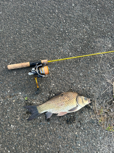 フナの釣果