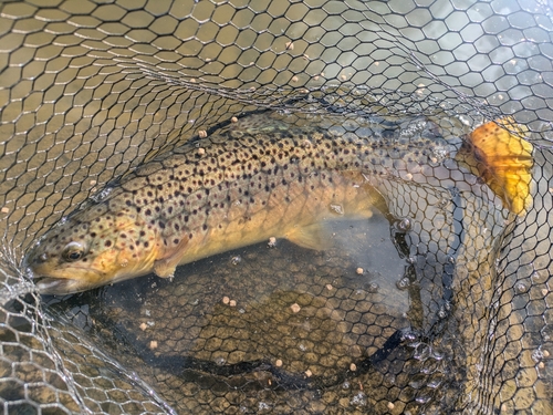 ブラウントラウトの釣果