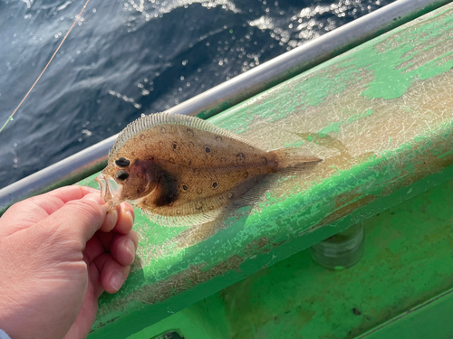 ガンゾウビラメの釣果