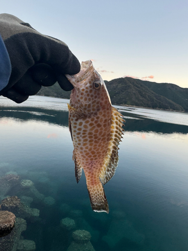 オオモンハタの釣果