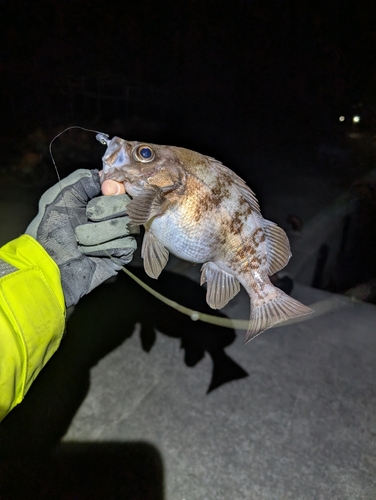 メバルの釣果