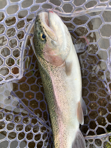 トラウトの釣果