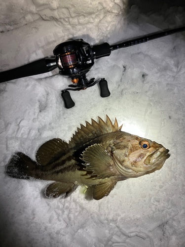 シマソイの釣果