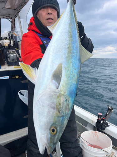 ブリの釣果