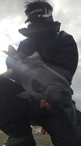 イシダイの釣果