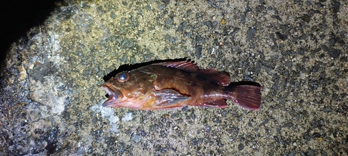 ガシラの釣果