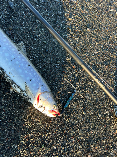 アメマスの釣果