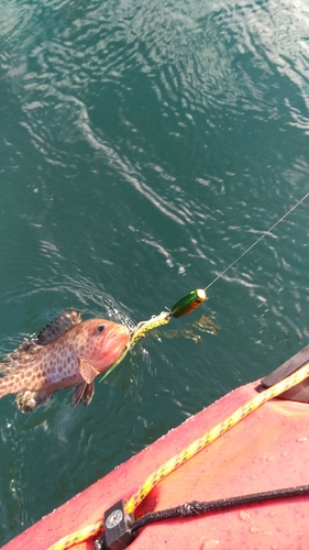 オオモンハタの釣果