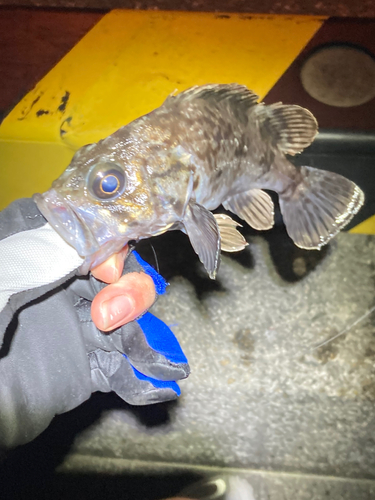 クロソイの釣果